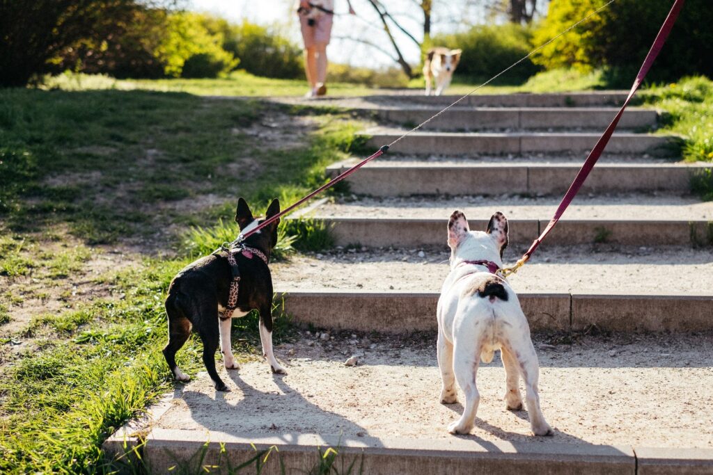 Are dogs allowed off leash in Austin parks public park example