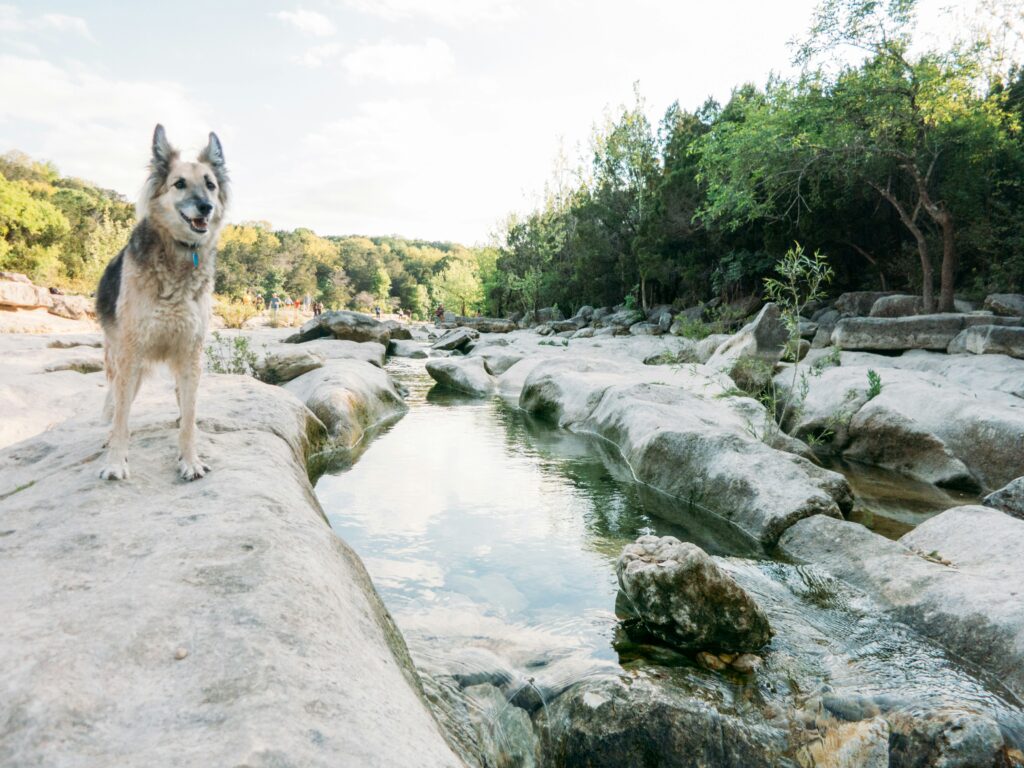 Dog at Barton Creek Greenbelt, one of the best dog parks in Austin TX