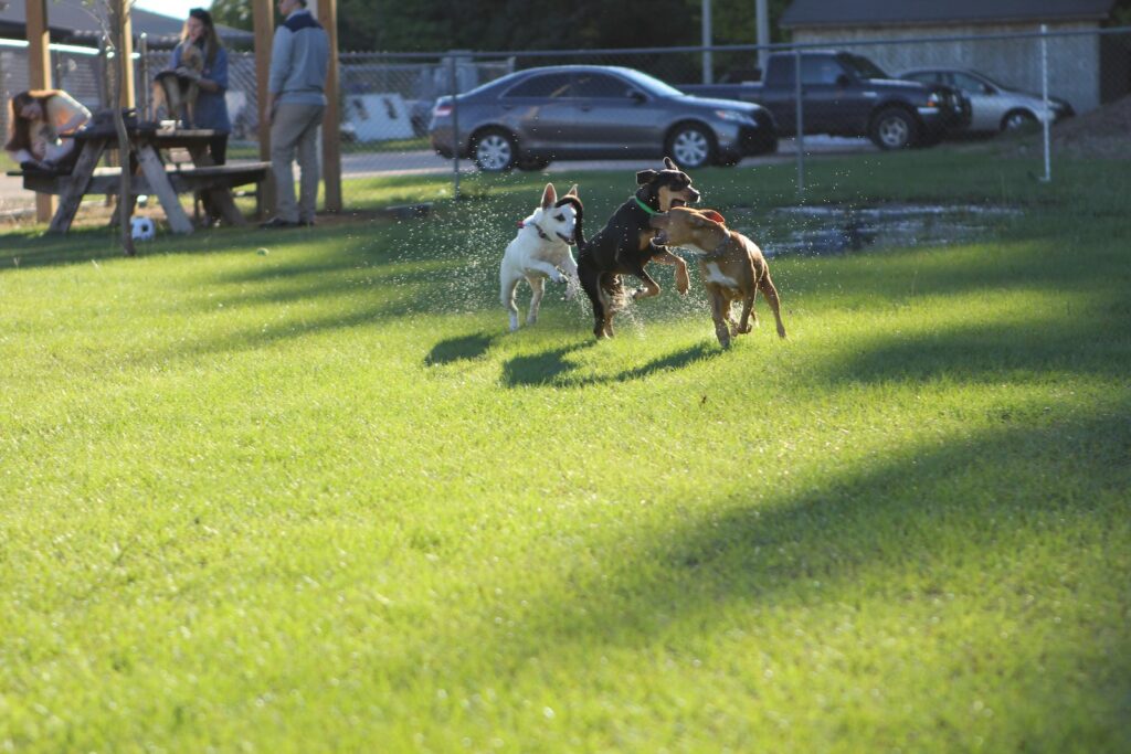 Best free dog parks in Austin with off-leash areas