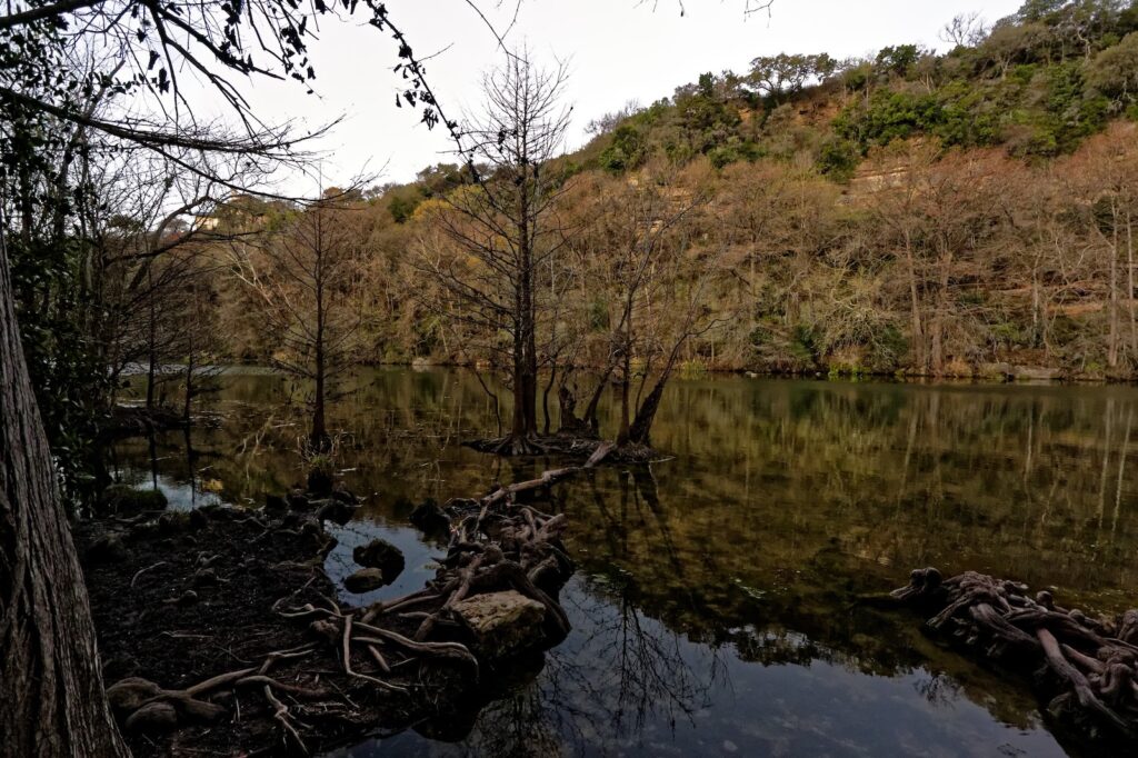 Red Bud Isle Dog Park Austin wooded shoreline along Lady Bird Lake